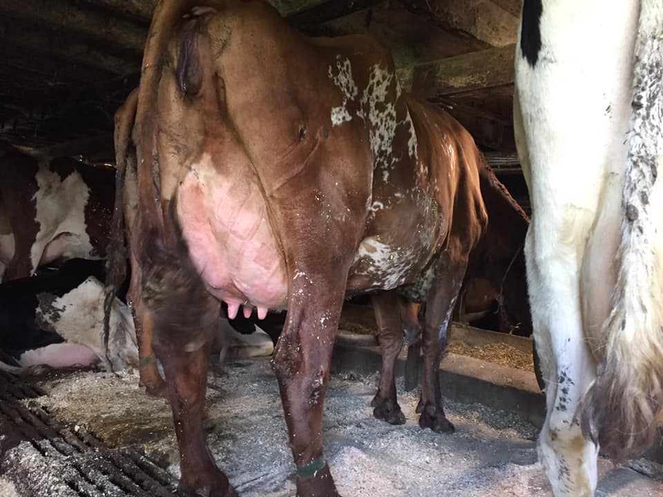 Ayrshire Bred Heifers and cows for sale